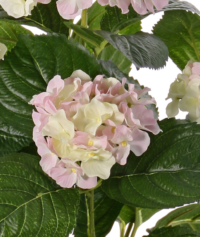 Hortensia con 5 grupos de flor (204 flores), 30 hojas, 36cm en maceta plástico negro