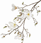 Magnolia tak met 4 vertakkingen, 22 knp, 107cm