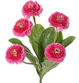 Bellis perennis (lawn daisy), 5 flowers (Ø 4.5cm), 7 lvs., 24 cm