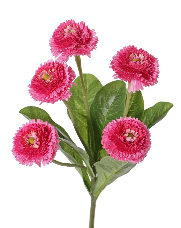 Bellis perennis (lawn daisy), 5 flowers (Ø 4.5cm), 7 lvs., 24 cm