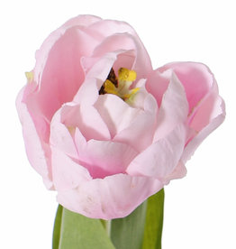 Tulipa 'Full Bloom'