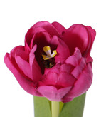 Tulpe 'Full Bloom',  (Ø 6.5 * 5.5cm), 6 Lagen Blüten!, 'Top Art 60!', 2 Blätter, REAL TOUCH, 45cm