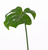 Monsterablad (Gatenplant) "Naturals" (PE), medium, ø20*25cm, 55cm