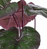 Ligularia dentata con 5 hojas (3 * 22cm & 2 * 18cm), 86cm