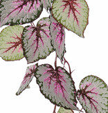 Begonia Rex, hanging, 18 lvs., (special coating), 111cm