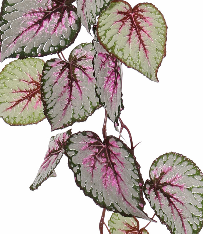 Begonia Rex (Koningsbegonia) hangend, met 18 bladeren (speciale coating), 111cm