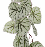Begonia Rex colgante, 18 hojas, (capa especial), 111cm