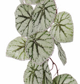 Begonia Rex, hanging, 18 leaves, (special coating), 111cm