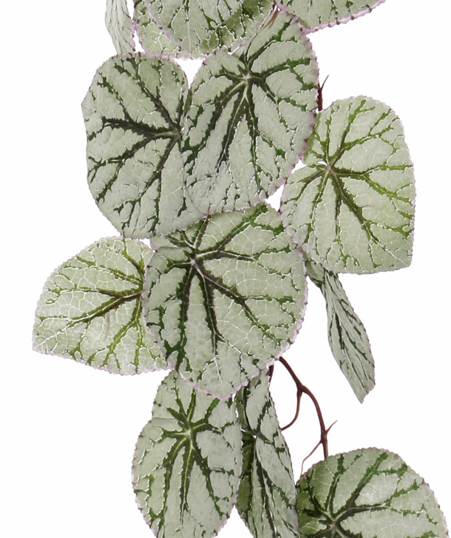 Begonia Rex (Koningsbegonia) hangend, met 18 bladeren (speciale coating), 111cm