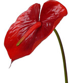 Anthurium,  70cm, Ø 18cm