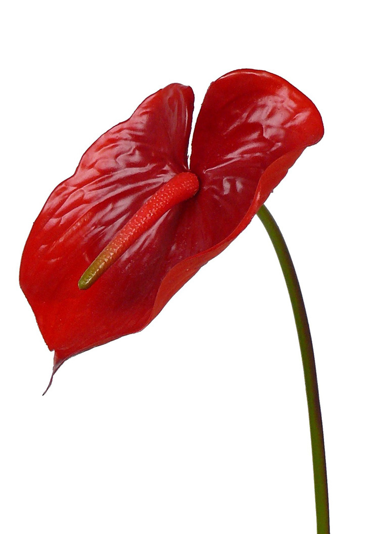 Anthurium, Flamingoblume,  70cm, Ø 18cm