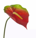 Anthurium,  70cm, Ø 18cm