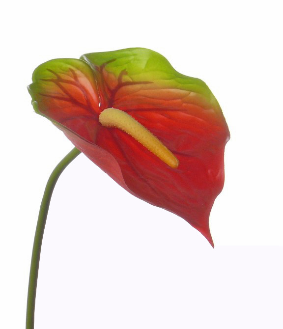 Anthurium,  70cm, Ø 18cm