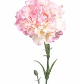 Clavel, (Dianthus) cap/h 60cm