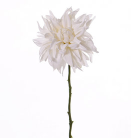 Dahlia 'SummerBreeze', Ø 12cm, 53cm