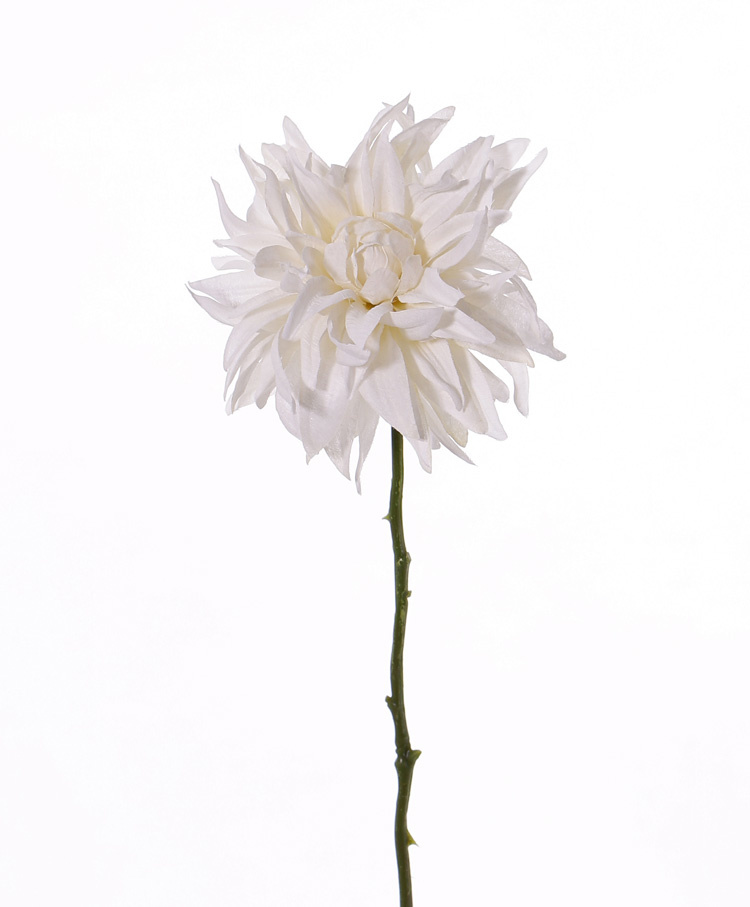 Dalia 'SummerBreeze', Ø 12cm, 53cm