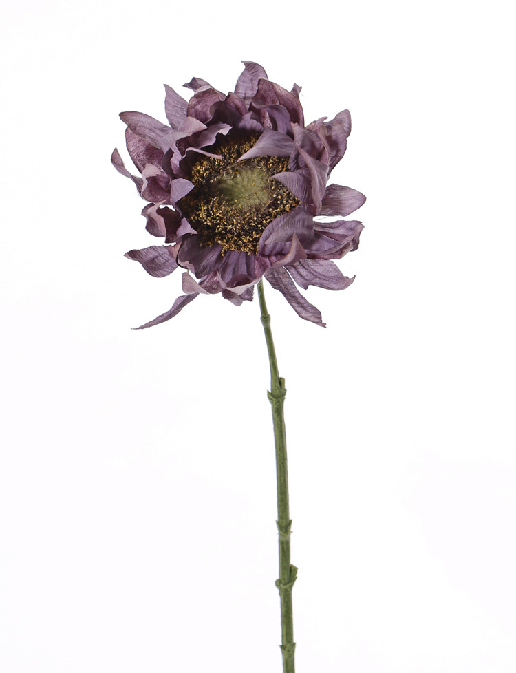 Sonnenblume 'SummerBreeze', Ø 12cm, 58cm
