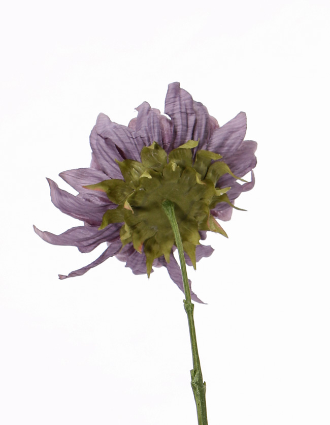 Sunflower 'SummerBreeze', Ø 12cm, 58cm
