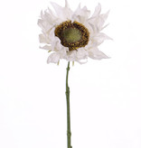 Sunflower 'SummerBreeze', Ø 12cm, 58cm