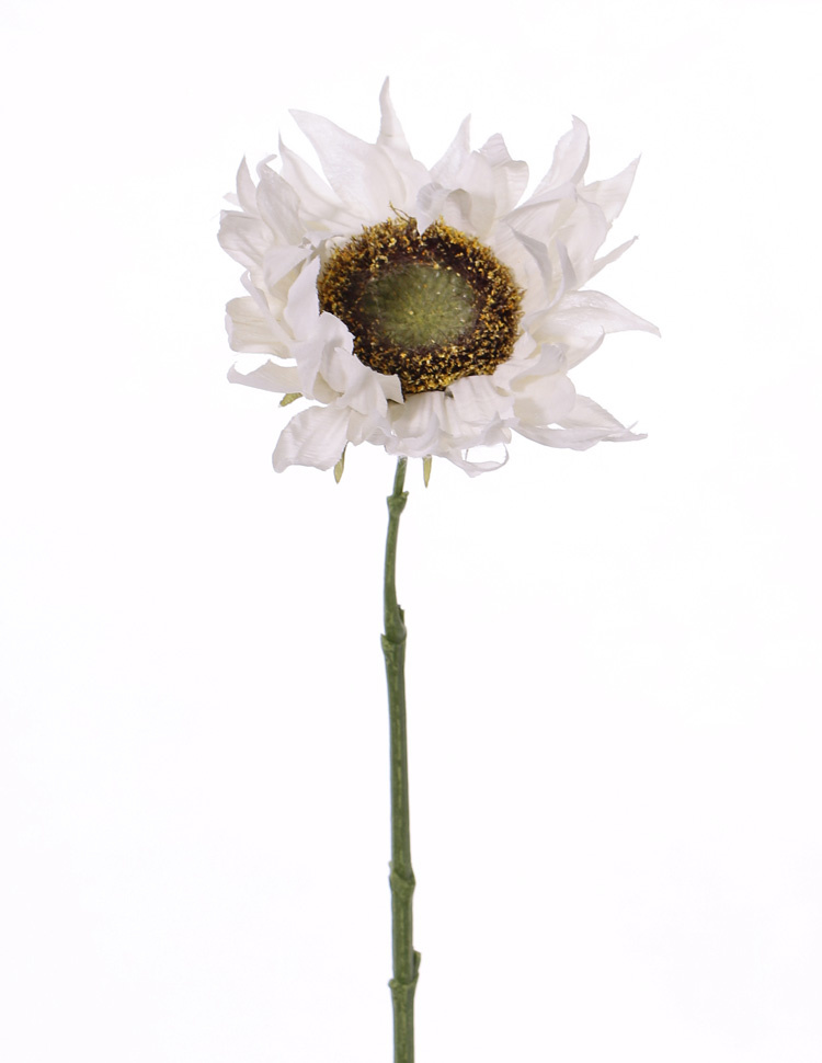 Sunflower 'SummerBreeze', Ø 12cm, 58cm