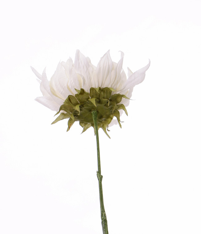 Sunflower 'SummerBreeze', Ø 12cm, 58cm