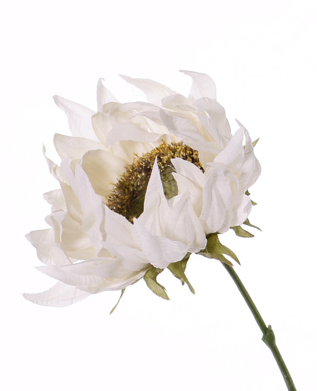 Sunflower 'SummerBreeze', Ø 12cm, 58cm