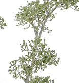 Apiaceae/Umbelliferae 'SummerBreeze', x2,  6 grupos, 60cm