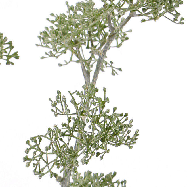 Apiaceae / Umbelliferae 'SummerBreeze', 2 branches, 6 clusters, 60cm