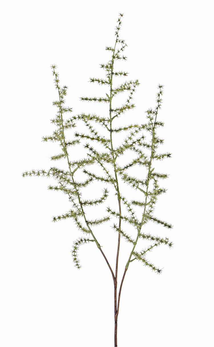 Branche Aspargus (acutifolius) 'wild asparagus', 73cm