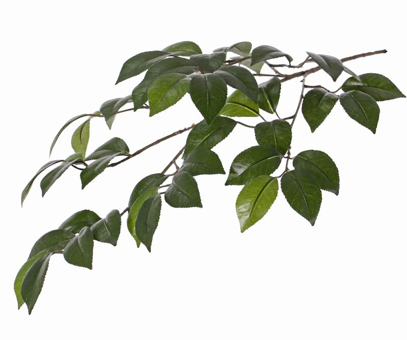 Camellia (Camelia) leaf branch, x4, 49 lvs., 2tone green, 72cm