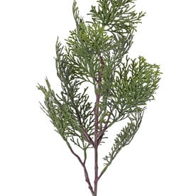 Cypress branch (Cupressus) 'Top Green', 13 leaves, 60cm