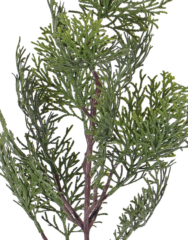 Ciprestak (Cupressus) 'Top Green', 13 blad, 60cm