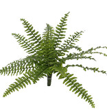 Boston fern (Nephrolepsis) 21 lvs.,  2 tone green, Ø 50cm, UVsafe