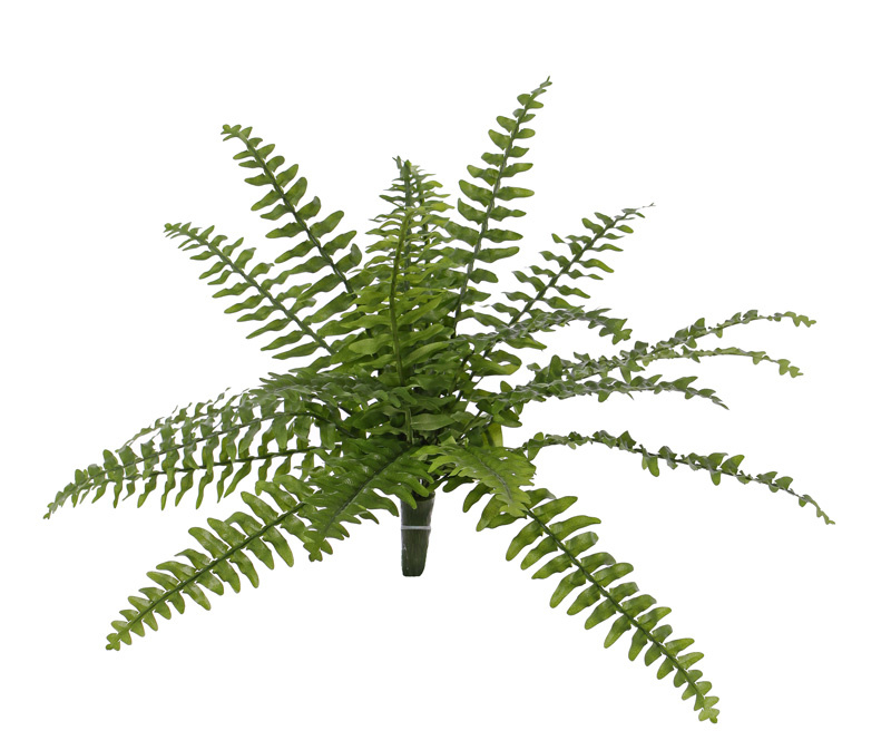 Boston fern (Nephrolepsis) 21 lvs.,  2 tone green, Ø 50cm, UVsafe