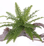 Boston fern (Nephrolepsis) 21 lvs.,  2 tone green, Ø 50cm, UVsafe