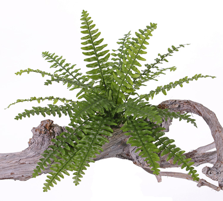 Boston fern (Nephrolepsis) 21 lvs.,  2 tone green, Ø 50cm, UVsafe