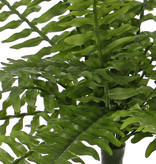 Boston fern (Nephrolepsis) 21 lvs.,  2 tone green, Ø 50cm, UVsafe