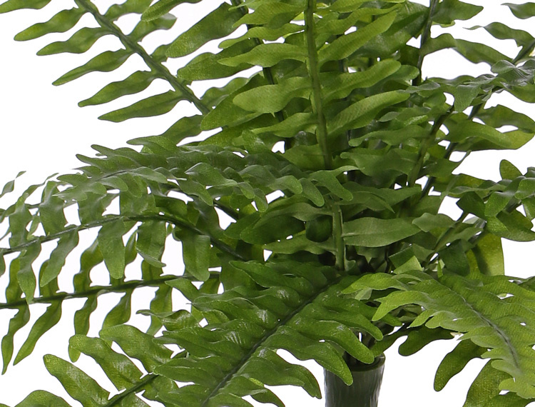 Boston fern (Nephrolepsis) 21 lvs.,  2 tone green, Ø 50cm, UVsafe