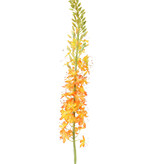 Eremurus,  (50 x 9cm), 47 flores & 89 capullos, 106cm