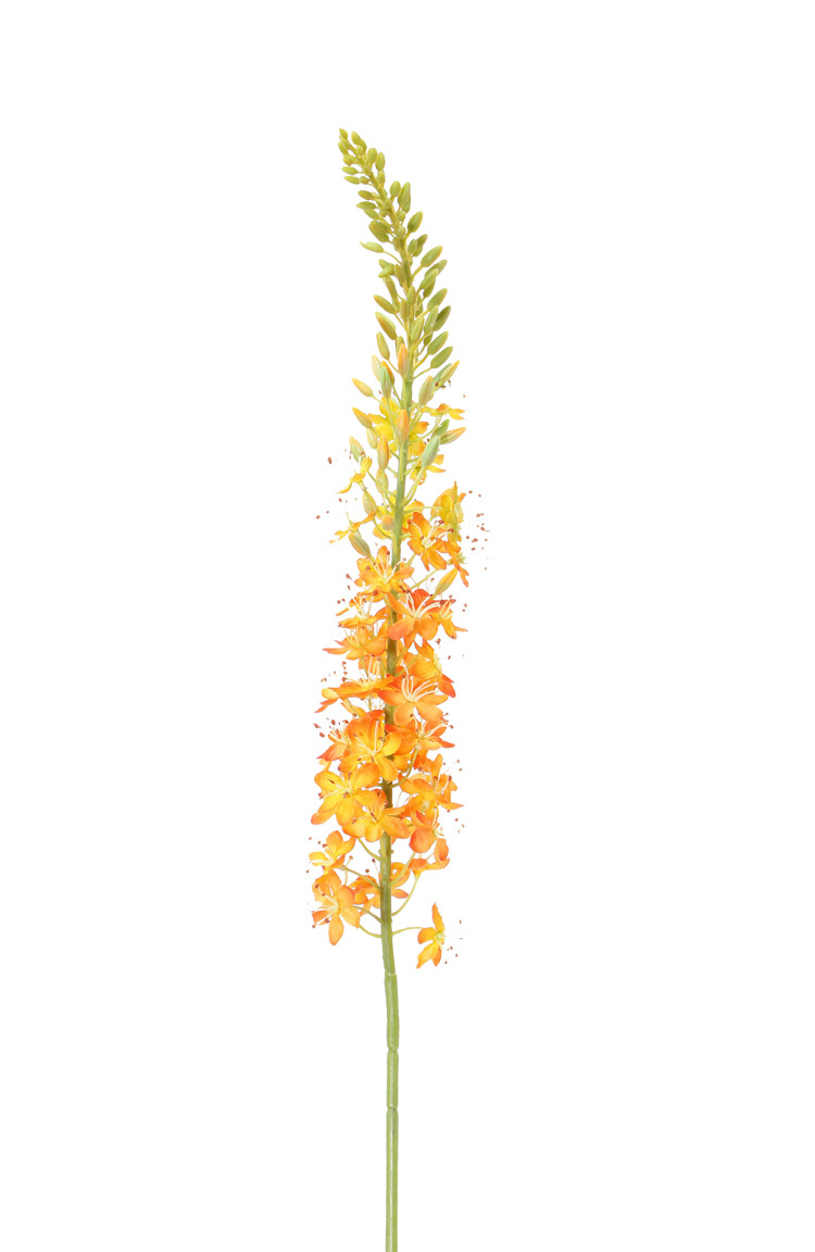 Steppenkerze, Kleopatranadel (Eremurus), (50*9cm) 47 Blüten, 89 Knospen, 106cm