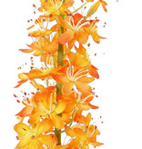 Steppenkerze, Kleopatranadel (Eremurus), (50*9cm) 47 Blüten, 89 Knospen, 106cm