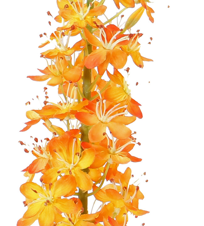 Steppenkerze, Kleopatranadel (Eremurus), (50*9cm) 47 Blüten, 89 Knospen, 106cm