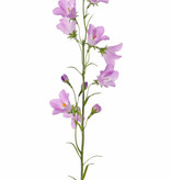 Campanula, 8 flores , 70cm