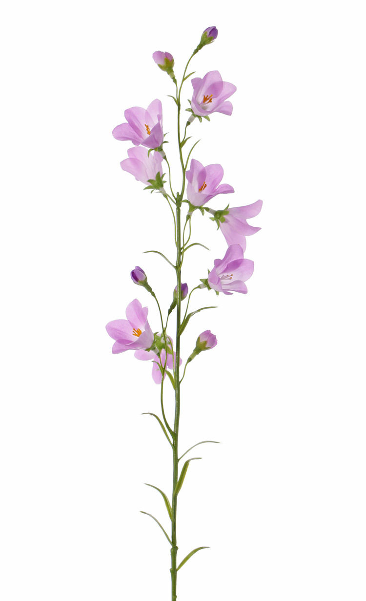 Campanula, 8 flowers, 70cm
