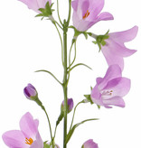 Campanula, 8 flowers, 70cm