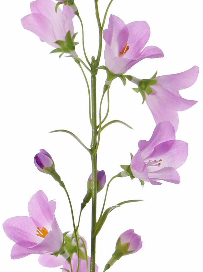 Campanula, 8 flores , 70cm