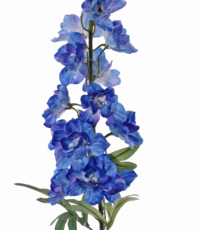 Delphinium  'GardenArt', 18 flowers, 7 buds,  3 lvs., 91cm