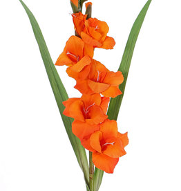 Gladiool (Zwaardlelie) (Gladiolus), 5 bloemen, 8 knoppen, 2 bladeren, 83cm