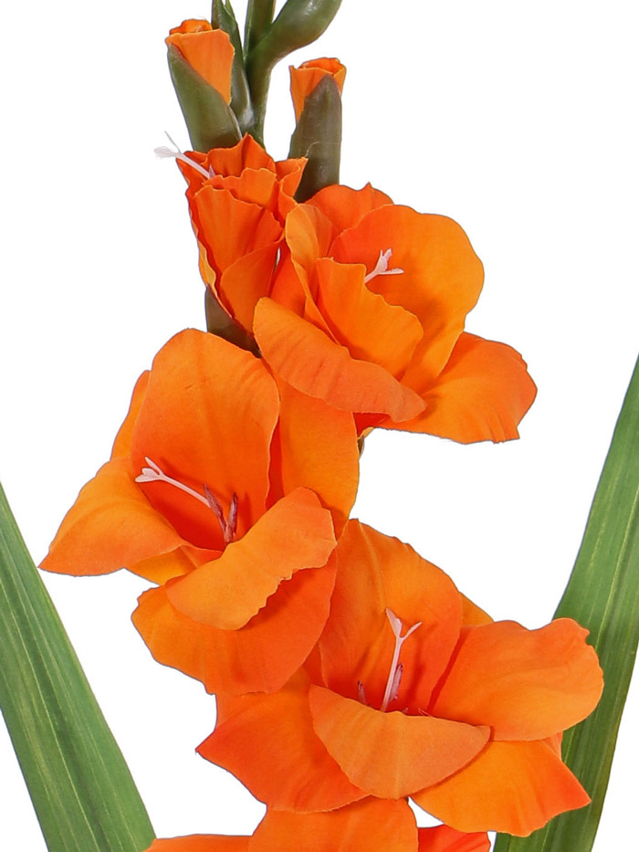 Gladiool (Zwaardlelie) (Gladiolus), 5 bloemen, 8 knoppen, 2 bladeren, 83cm