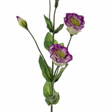 Lisianthus (Eustoma), 2 flores (Ø 5cm), 2 capullos poco abiertos, 2 buds & 8 hojas, 70cm